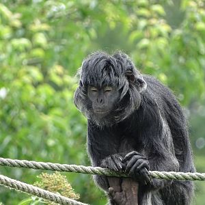 East Javan langur (Trachypithecus auratus)