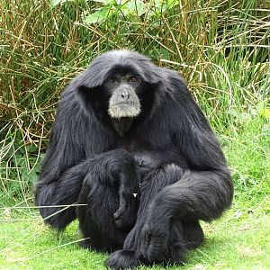 Siamang (Symphalangus syndactylus)