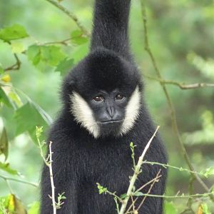 Northern white-cheeked gibbon (Nomascus leucogenys)