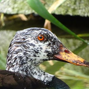 White-winged duck (Asarcornis scutulata)
