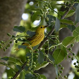 Northern Yellow Warbler (Setophaga petechia aestiva) eating