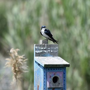 Tree Swallow (Tachycineta bicolor) on nest box