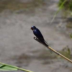 North American Barn Swallow (Hirundo rustica)