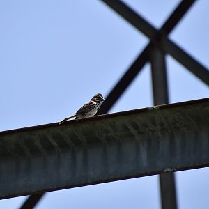 Song Sparrow (Melospiza melodia) on tower