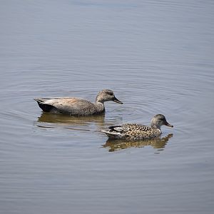 Gadwall (Mareca strepera) pair