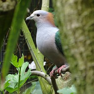 Green imperial pigeon (Ducula aenea)