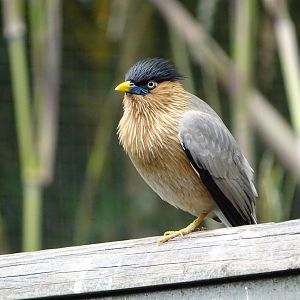 Brahminy myna (Sturnia pagodarum)