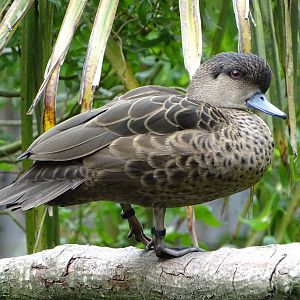 Sunda teal (Anas gibberifrons)