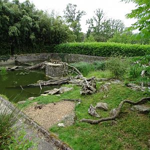 Asian small-clawed otter (Aonyx cinereus) exhibit