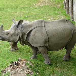 Indian rhinoceros (Rhinoceros unicornis)
