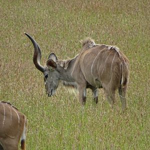 Greater kudu (Tragelaphus strepsiceros)