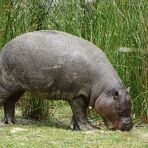 Pygmy hippopotamus (Choeropsis liberiensis)