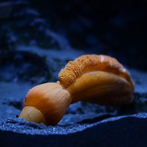 Orange Sea Pen