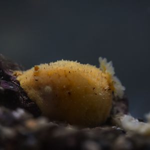 Monterey Sea Lemon