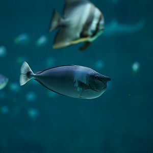 Spotted Unicorn Tang
