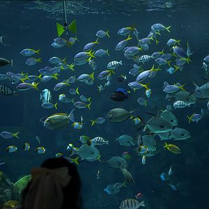 "The Reef" Feeding Frenzy