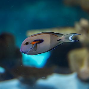 Orange Shoulder Tang