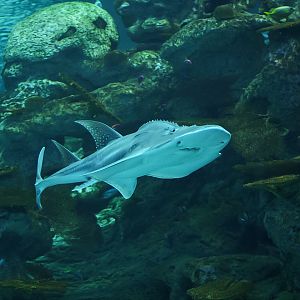Bowmouth Guitarfish