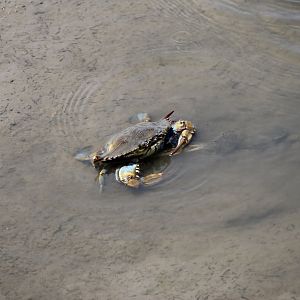 Atlantic Blue Crab (Callinectes sapidus)