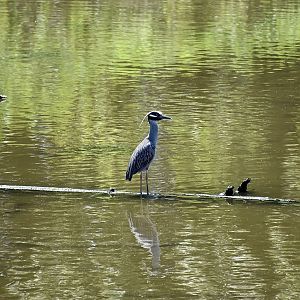 Yellow-Crowned Night Heron (Nyctanassa violacea violacea)