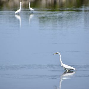 Great Egret (Ardea alba egretta)