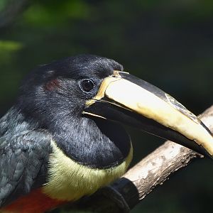 Northern Black-Necked Aracari (Pteroglossus aracari atricollis)