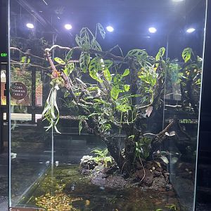 green tree phyton exhibit - museum komodo