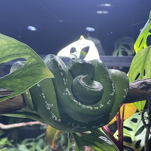 northern green tree phyton (morelia azurea) - museum komodo