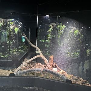 reticulated phyton exhibit - museum komodo
