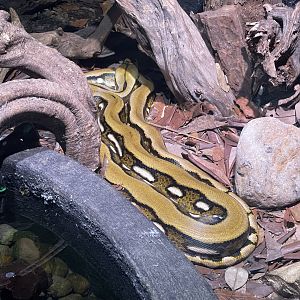 reticulated phyton (malayophyton reticulatus) - museum komodo