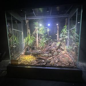 indochinese box turtle exhibit - museum komodo