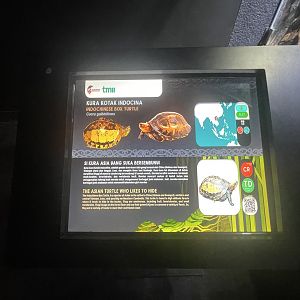 indochinese box turtle signage - museum komodo