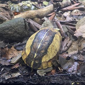 indochinese box turtle (cuora galbinifrons) (1) - museum komodo