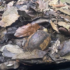 indochinese box turtle (cuora galbinifrons) (2) - musuem komodo