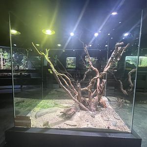 western spiny-tailed iguana exhibit - museum komodo