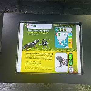 western spiny-tailed iguana signage - museum komodo