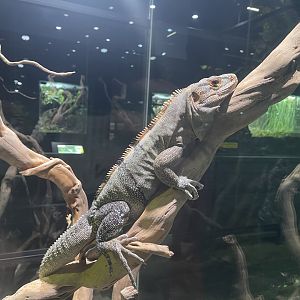 western spiny-tailed iguana (ctenosaura pectinata) - museum komodo