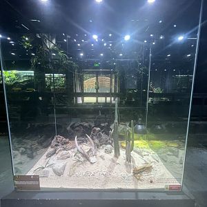 western diamondback rattlesnake exhibit - museum komodo