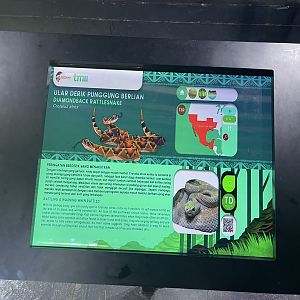 western diamondback rattlesnake signage - museum komodo