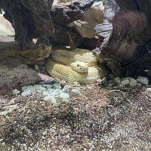 western diamondback rattlesnake (crotalus atrox) - museum komodo