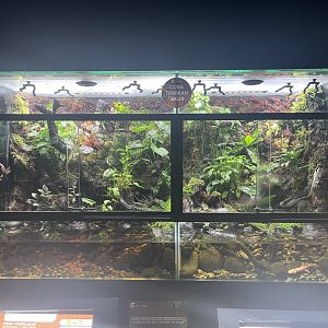 tree frog & salamander exhibit - museum komodo