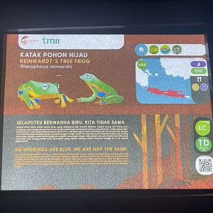 reinwardt’s tree frog signage - museum komodo