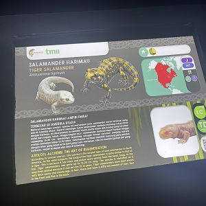 tiger salamander signage - museum komodo
