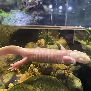 tiger salamander (ambystoma tigrinum) - museum komodo