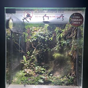 poison dart frog exhibit (1) - museum komodo