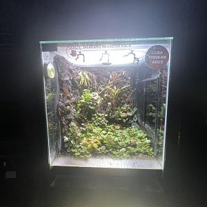 poison dart frog exhibit (2) - museum komodo