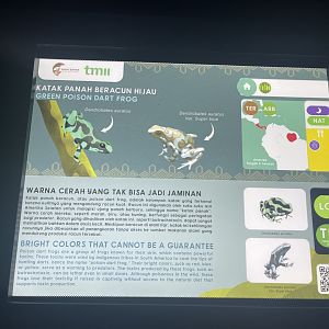 poison dart frog signage (1) - museum komodo