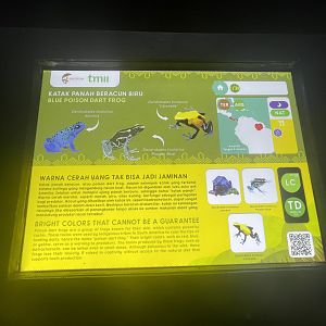 poison dart frog signage (2) - museum komodo