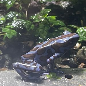 green-and-black poison dart frog (dendrobates auratus) - museum komodo