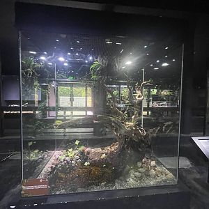 yellow anaconda exhibit - museum komodo